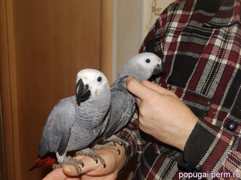 птенцы жако